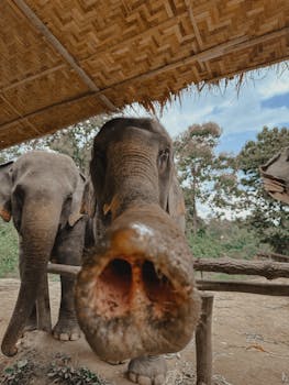 Close-up of elephants at a sanctuary in Chiang Mai, Thailand, showcasing their curiosity and gentle nature.