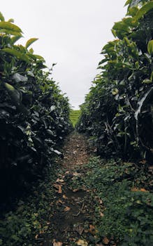 Explore the serene path through a thriving tea plantation in Bandung, Indonesia.